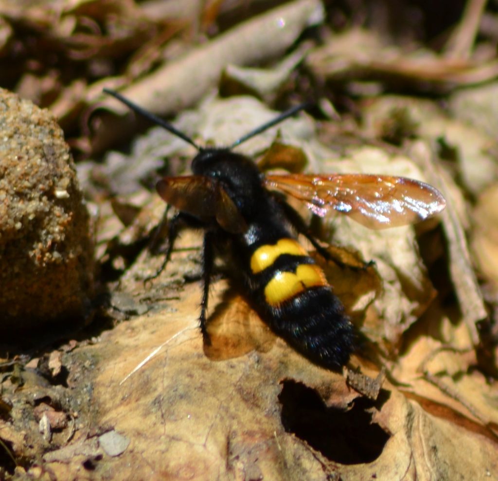 Megascolia maculata flavifrons